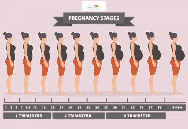 First Trimester (Weeks 1–12): Early Changes You Might Not Notice Darlington